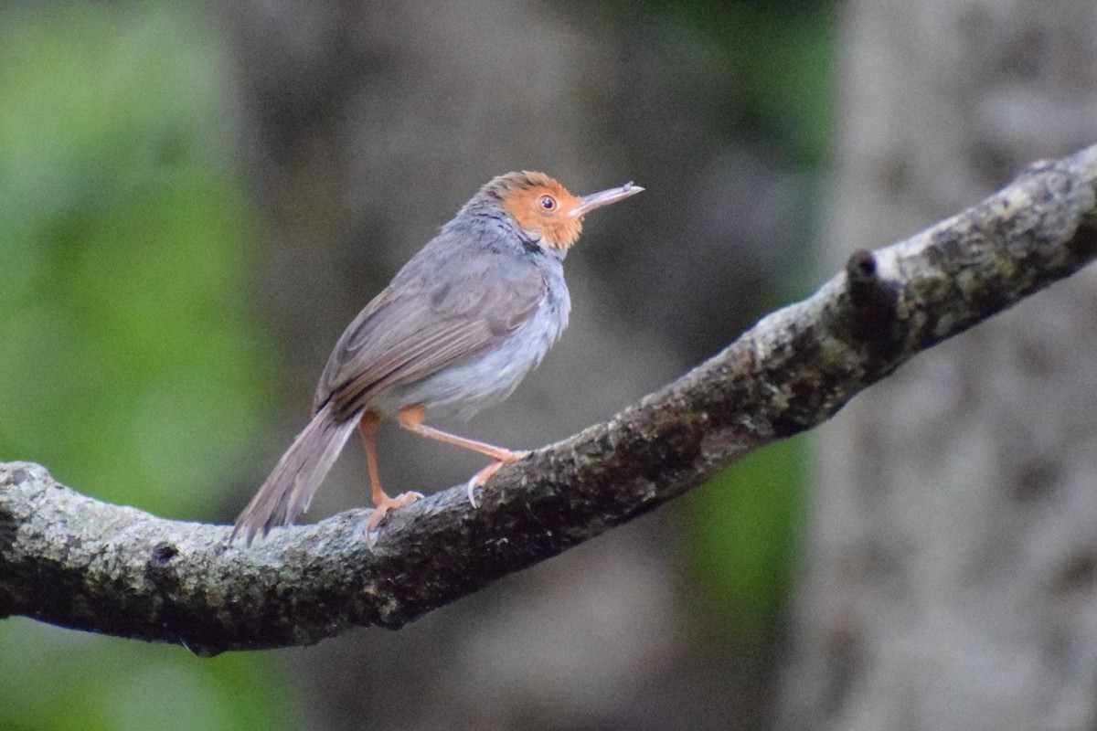 Пепельная портниха - ML647396042
