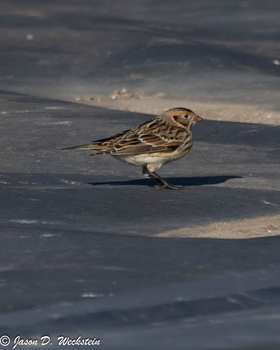 鐵爪鵐 - ML647396044