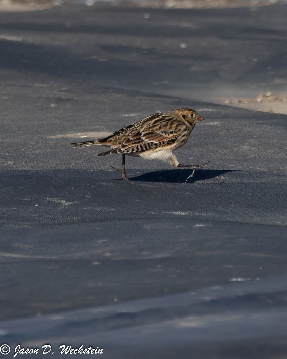 鐵爪鵐 - ML647396045