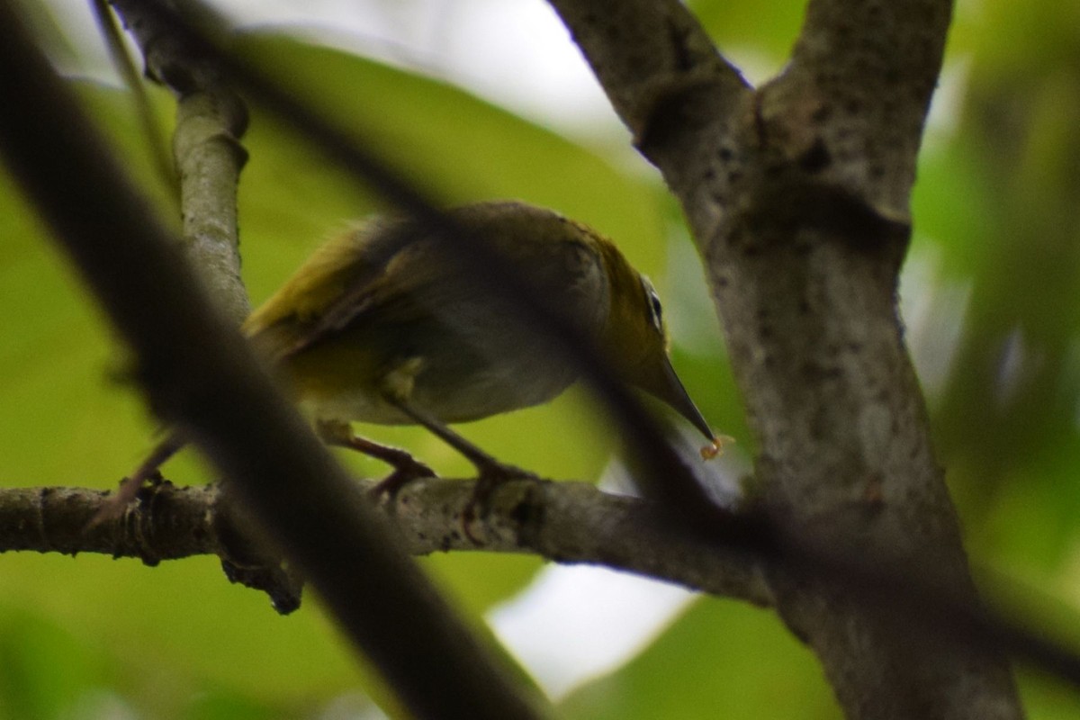 Китайская белоглазка - ML647396046