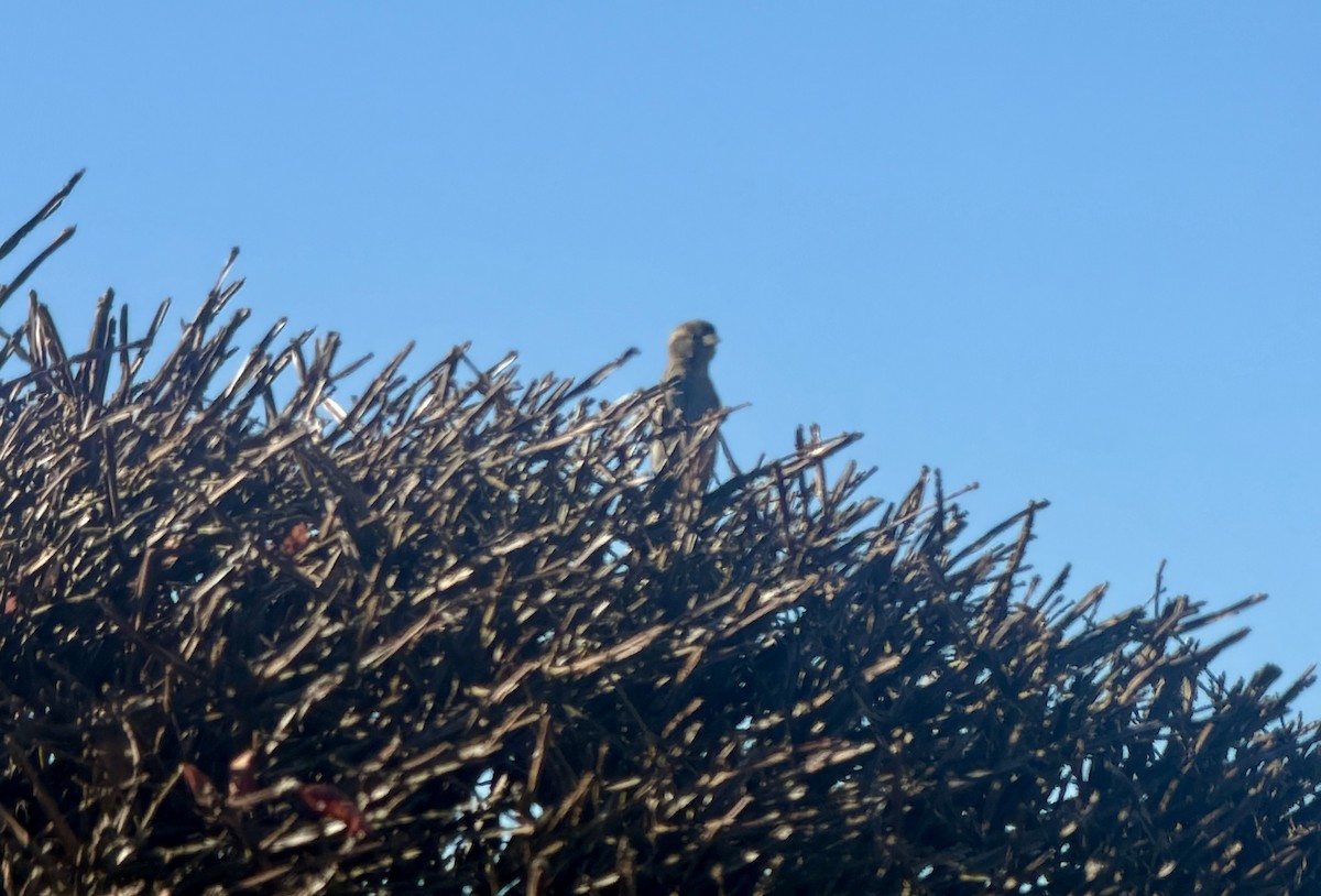 gråspurv - ML647396050