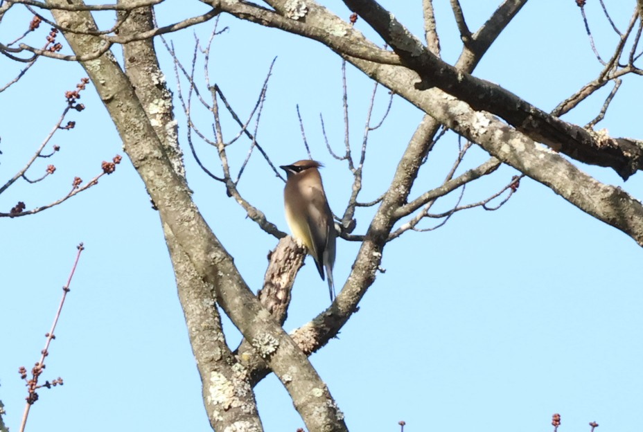 Cedar Waxwing - ML647396054