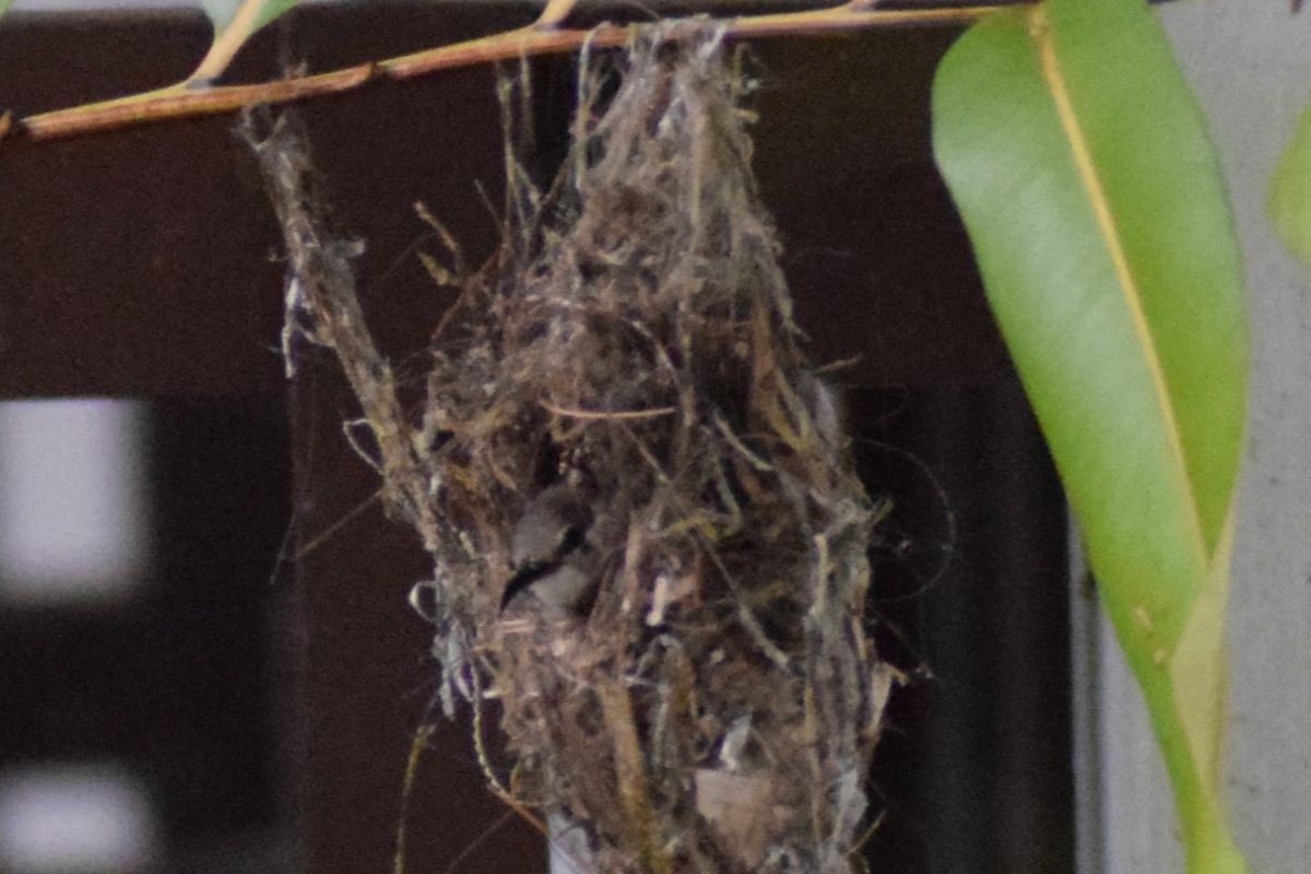 Медногрудая нектарница - ML647396058