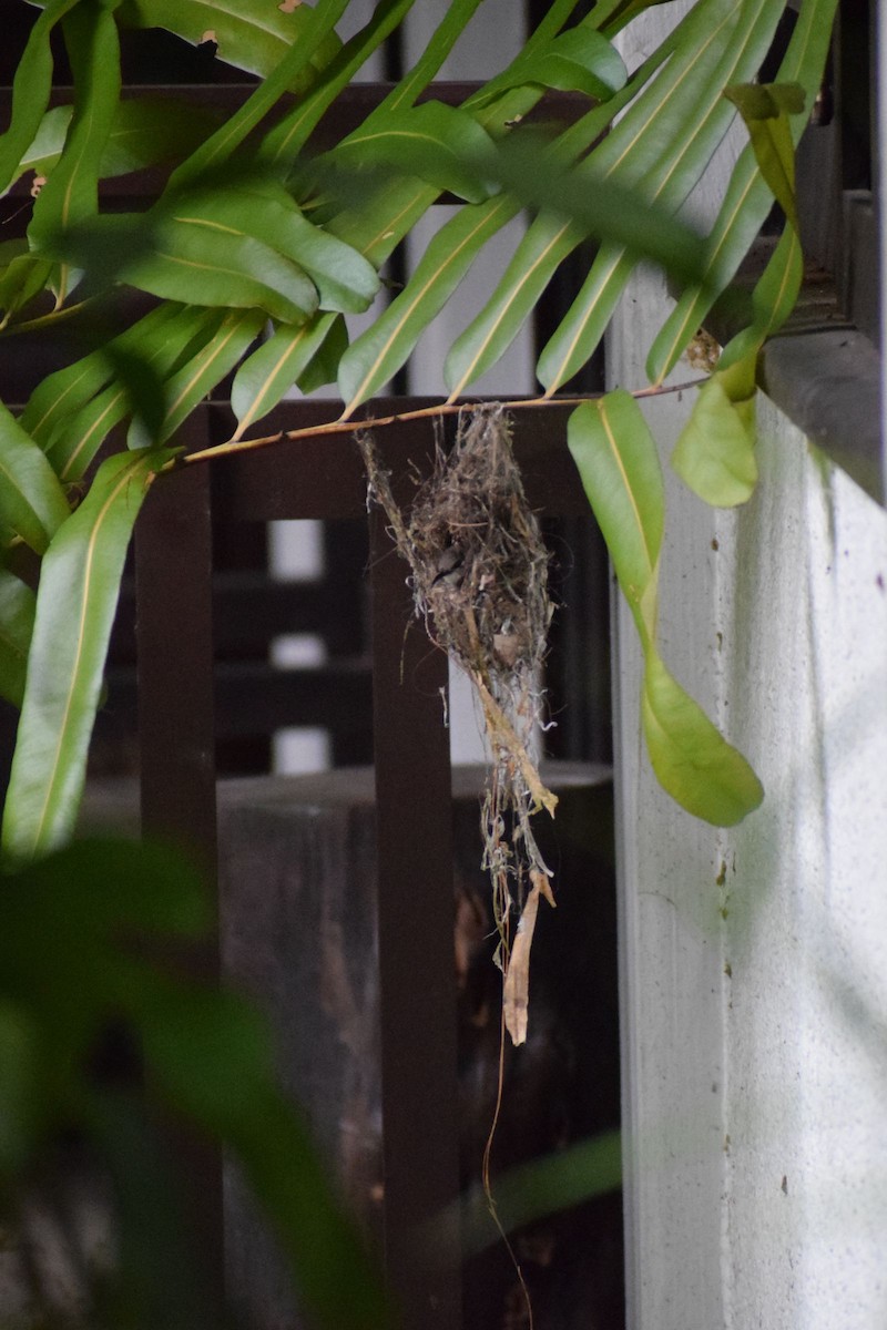 Медногрудая нектарница - ML647396060