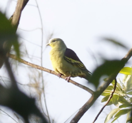 Gray-fronted Green-Pigeon - ML647396061