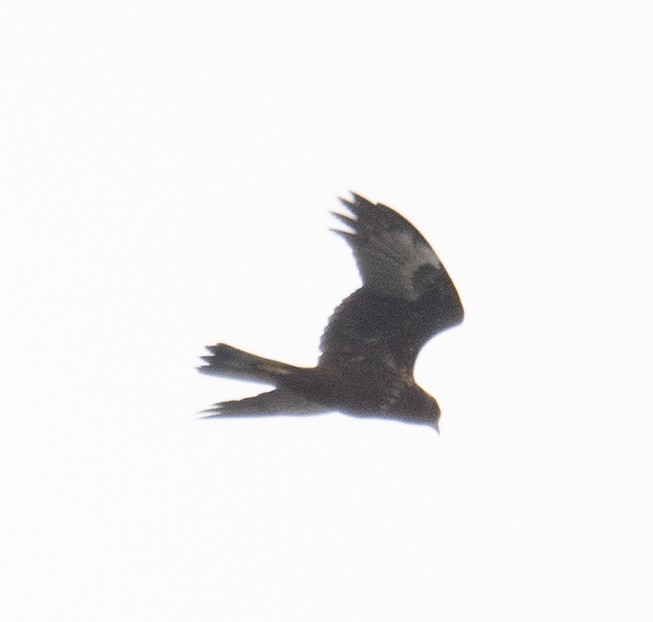 Eastern Marsh Harrier - ML647396062