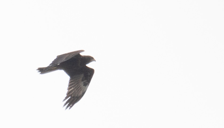 Eastern Marsh Harrier - ML647396063