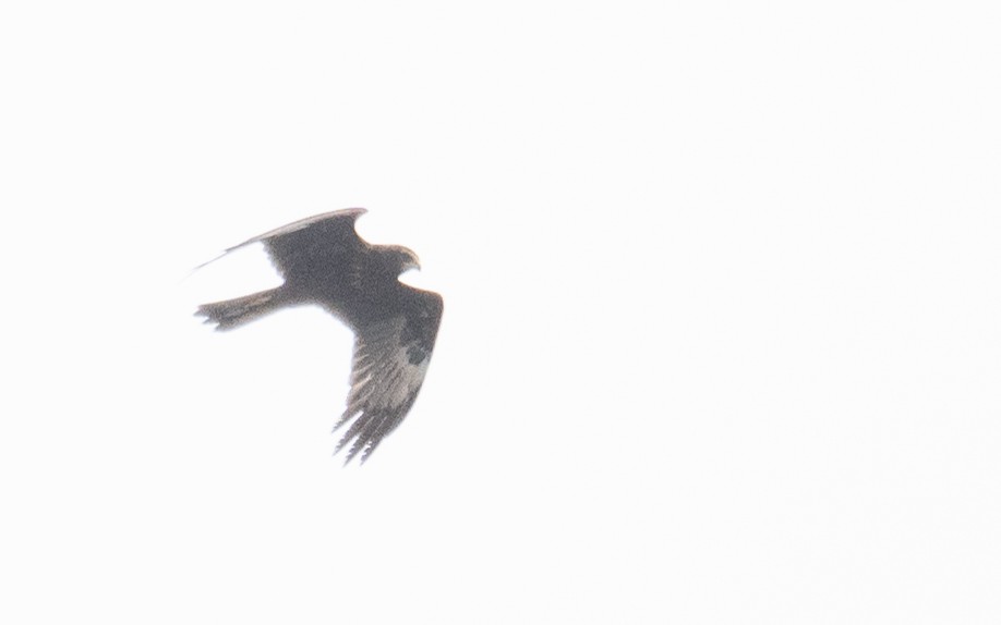 Eastern Marsh Harrier - ML647396064