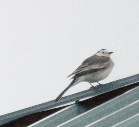 White Wagtail - ML647396065