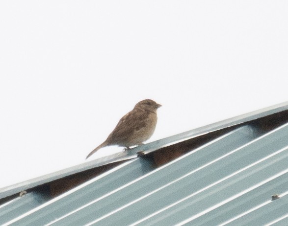 gråspurv - ML647396067