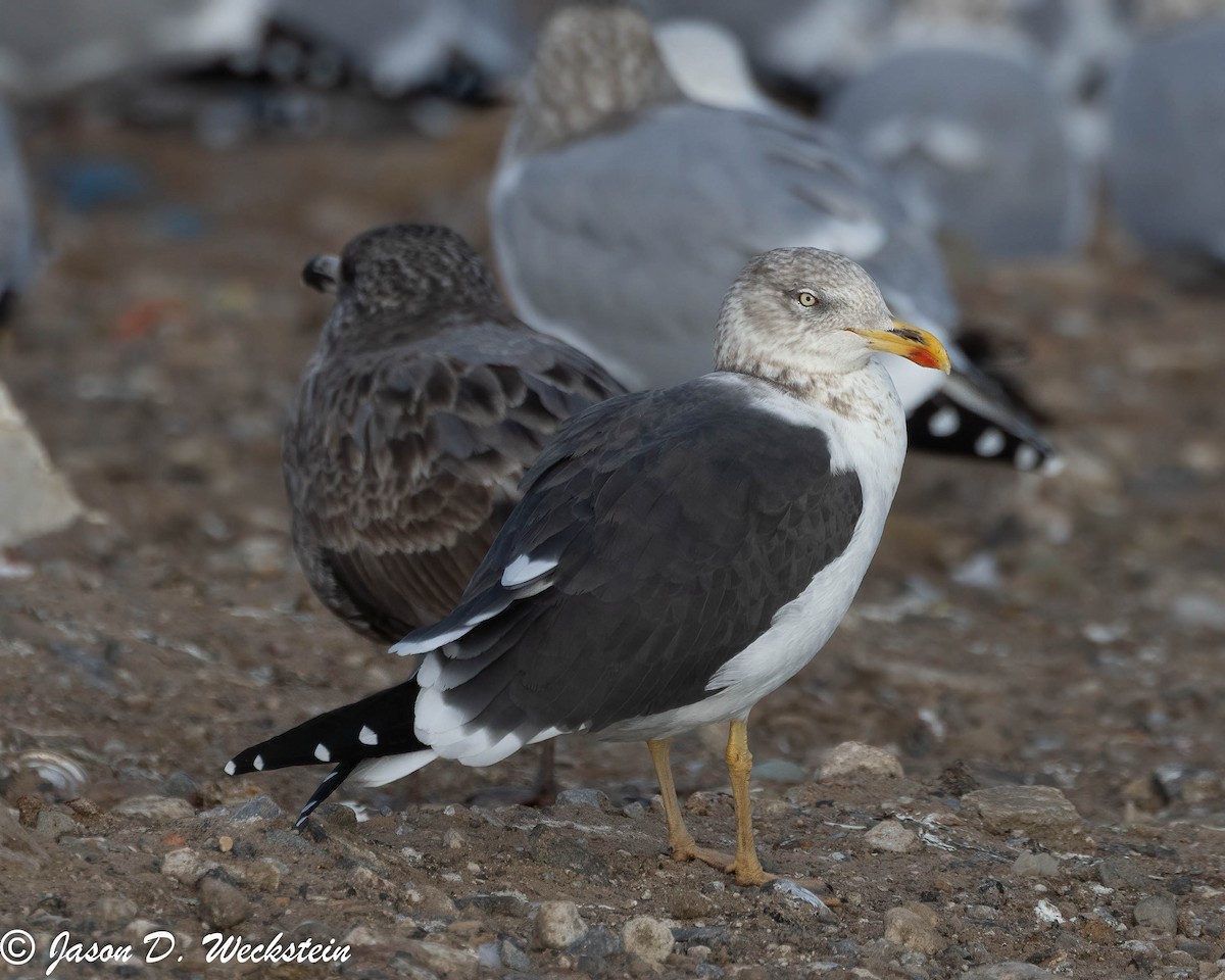 小黑背鷗 - ML647396069