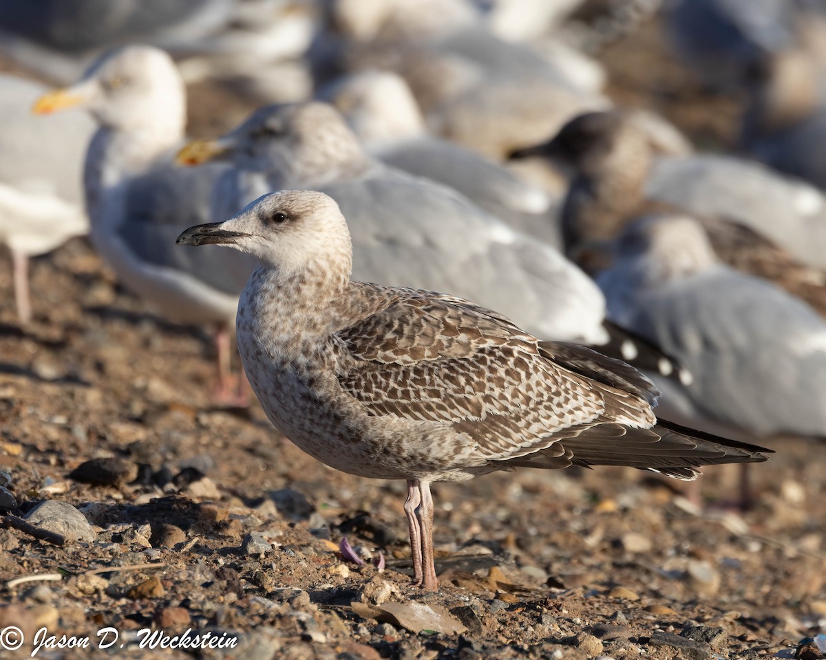 小黑背鷗 - ML647396070