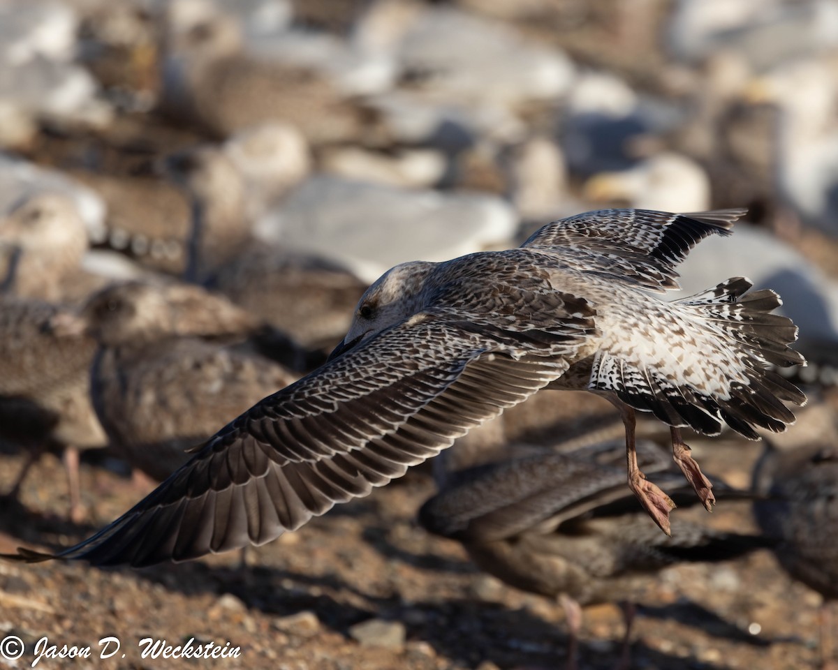 小黑背鷗 - ML647396071