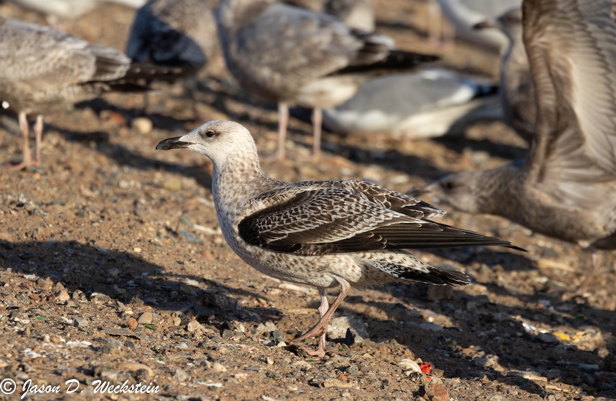 小黑背鷗 - ML647396072