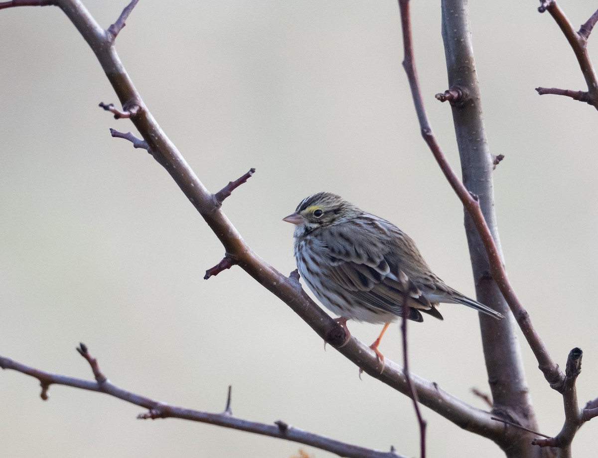 Chingolo Sabanero - ML647396076