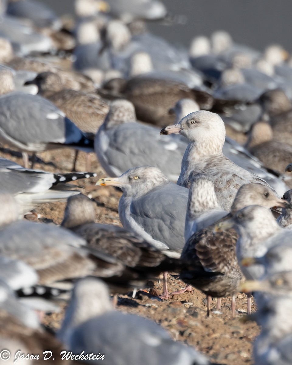 American Herring x Glaucous Gull (hybrid) - ML647396083