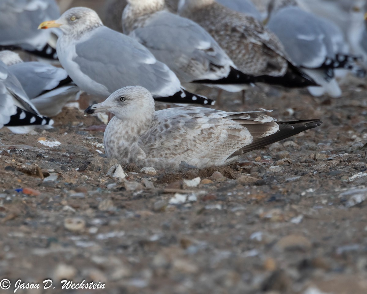 American Herring x Glaucous Gull (hybrid) - ML647396084