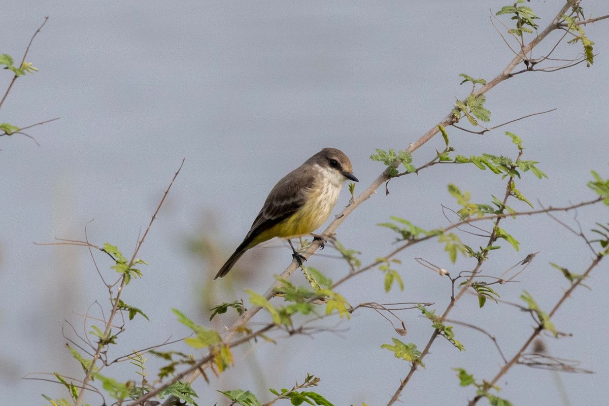 Vermilion Flycatcher (Northern) - ML647396088