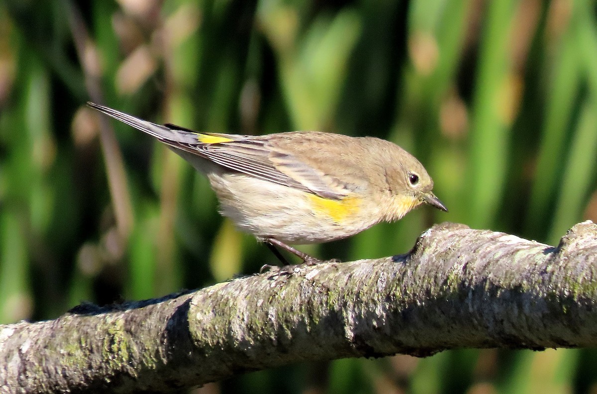 Yellow-rumped Warbler - ML647396092