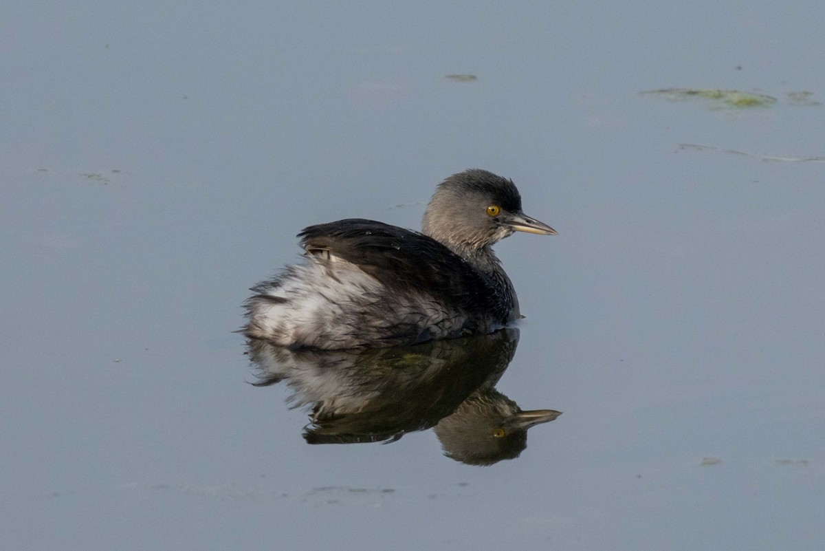 Least Grebe - ML647396096