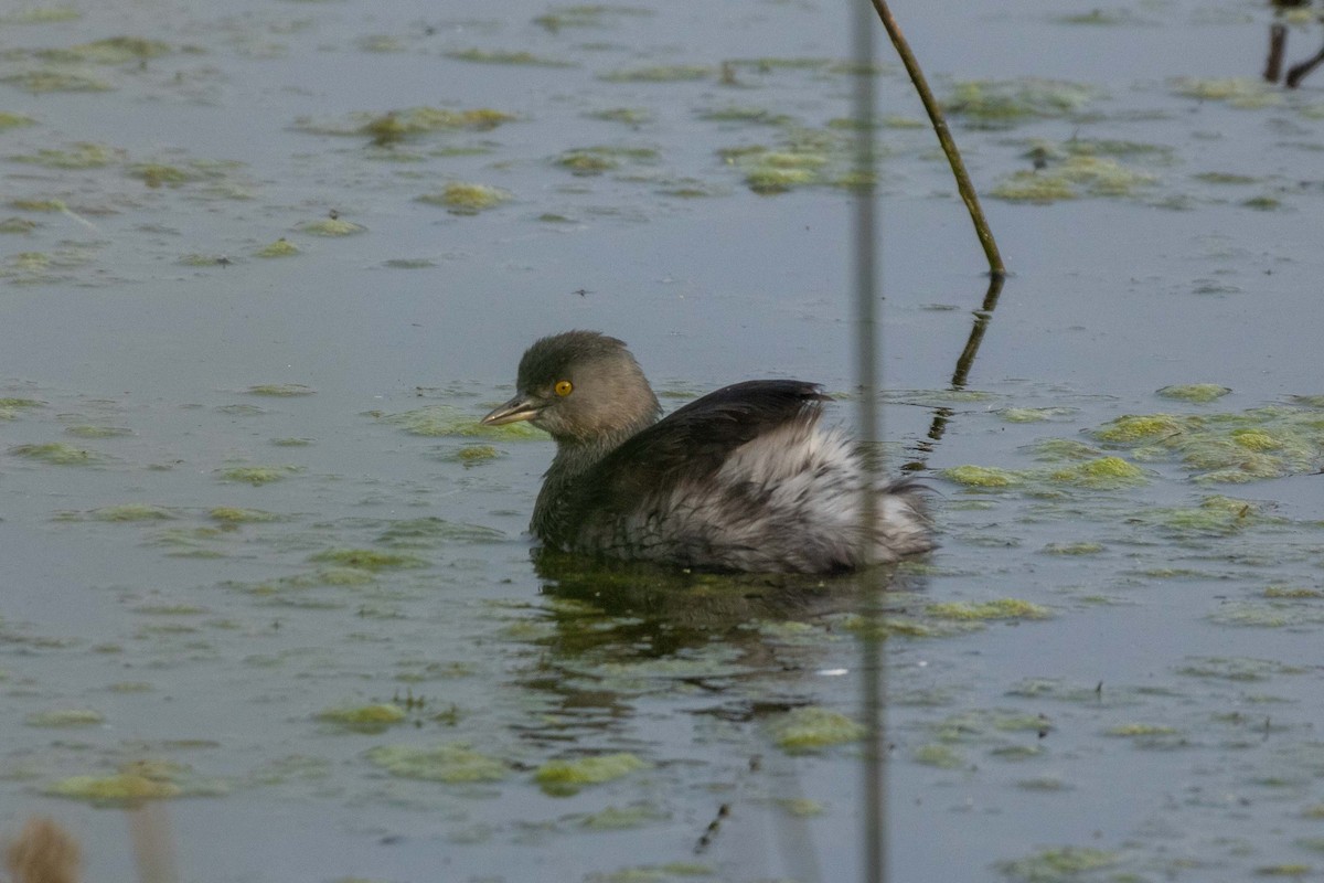 Least Grebe - ML647396097