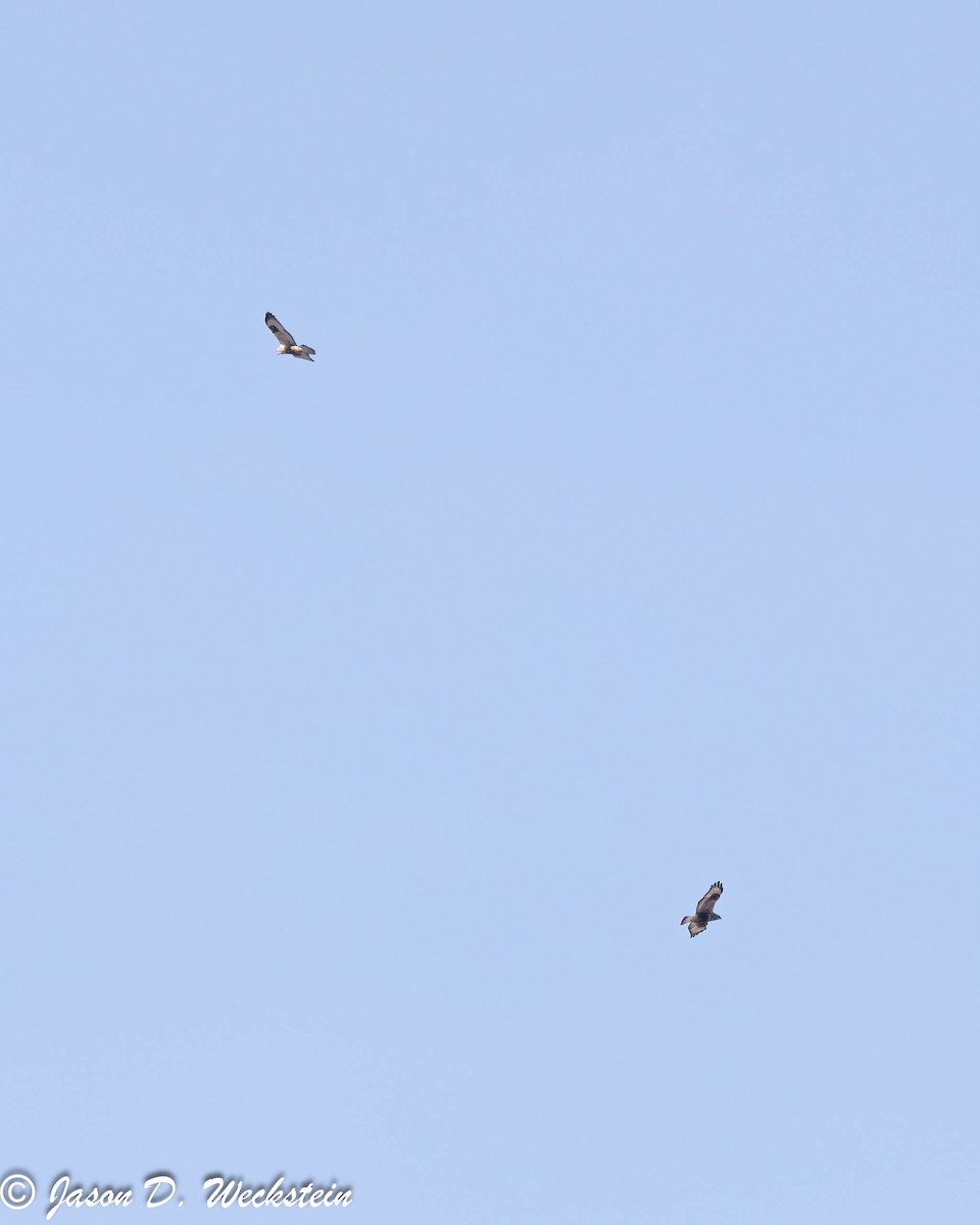 毛足鵟 - ML647396111