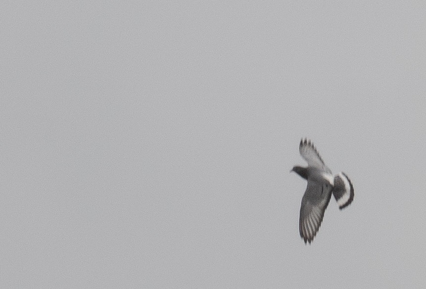 Hill Pigeon - ML647396123