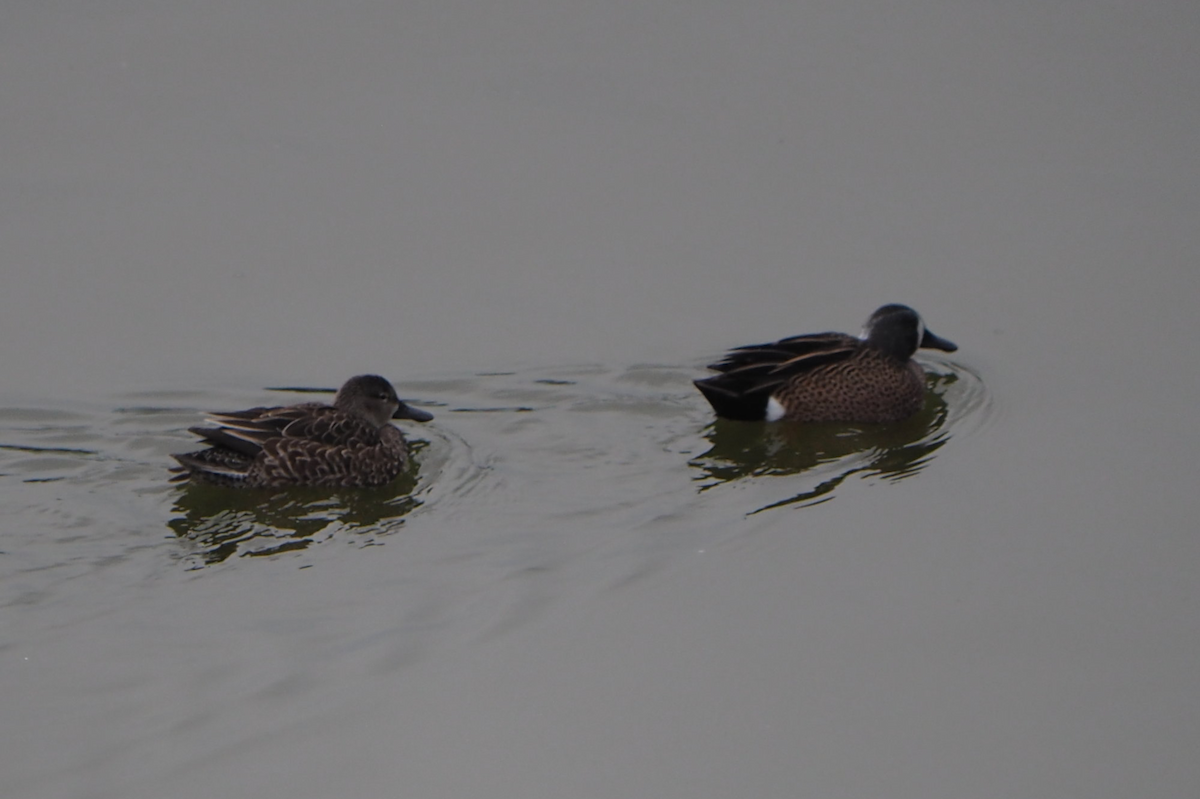 ミカヅキシマアジ - ML647396128