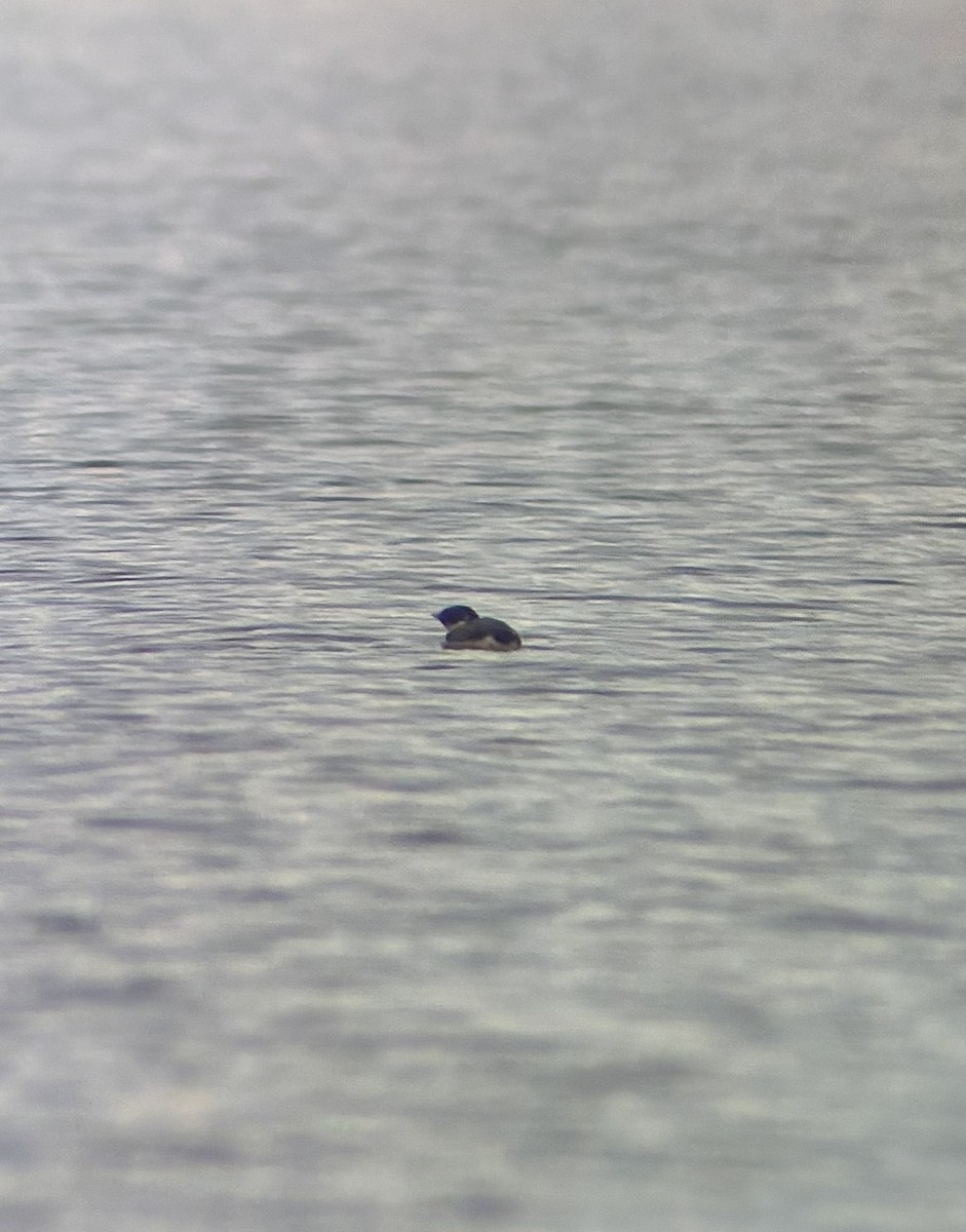 Ancient Murrelet - ML647396133