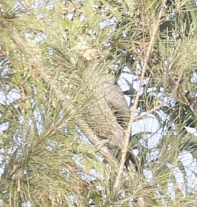 Malabar Gray Hornbill - ML647396137