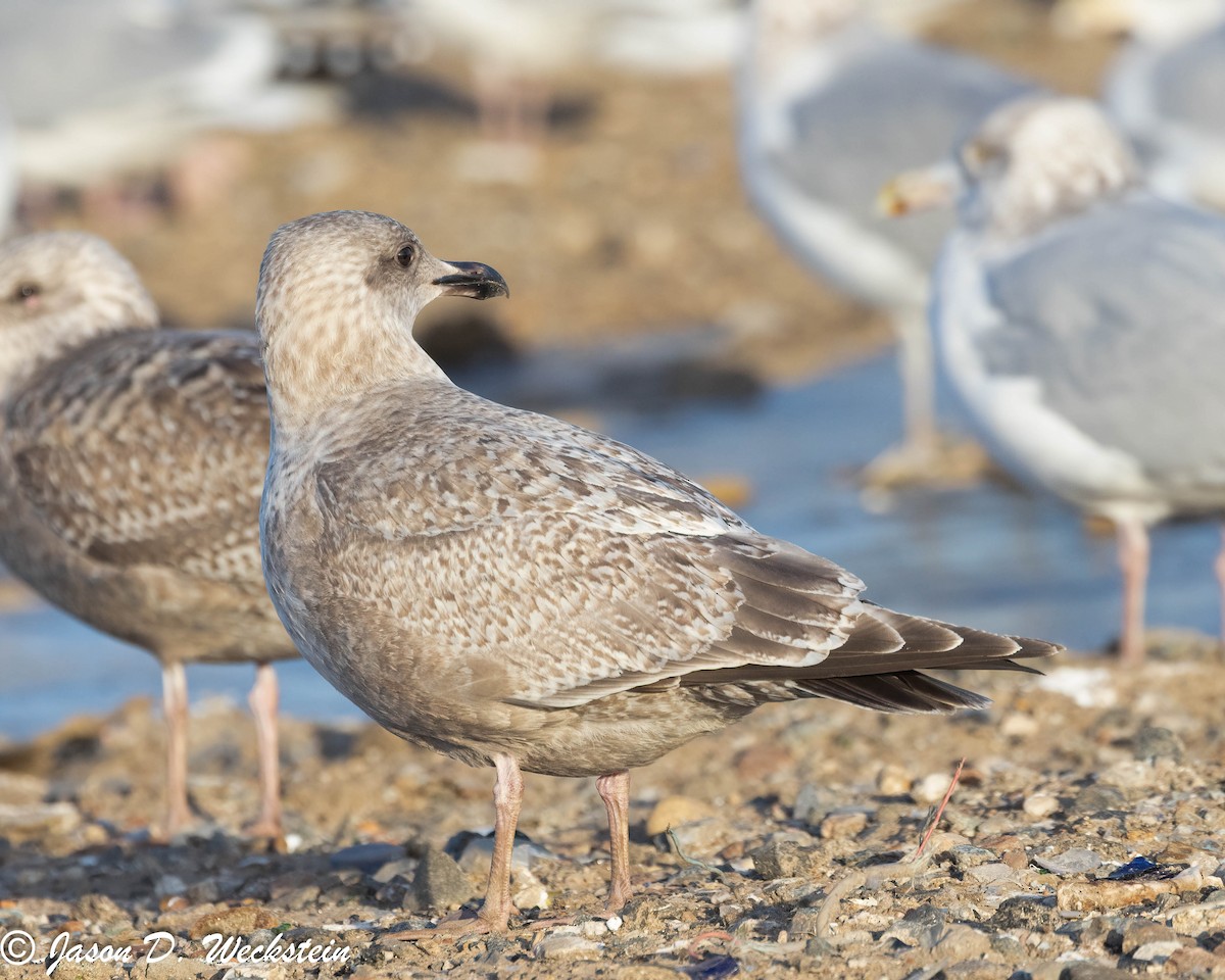 アイスランドカモメ（亜種 カナダカモメ） - ML647396138
