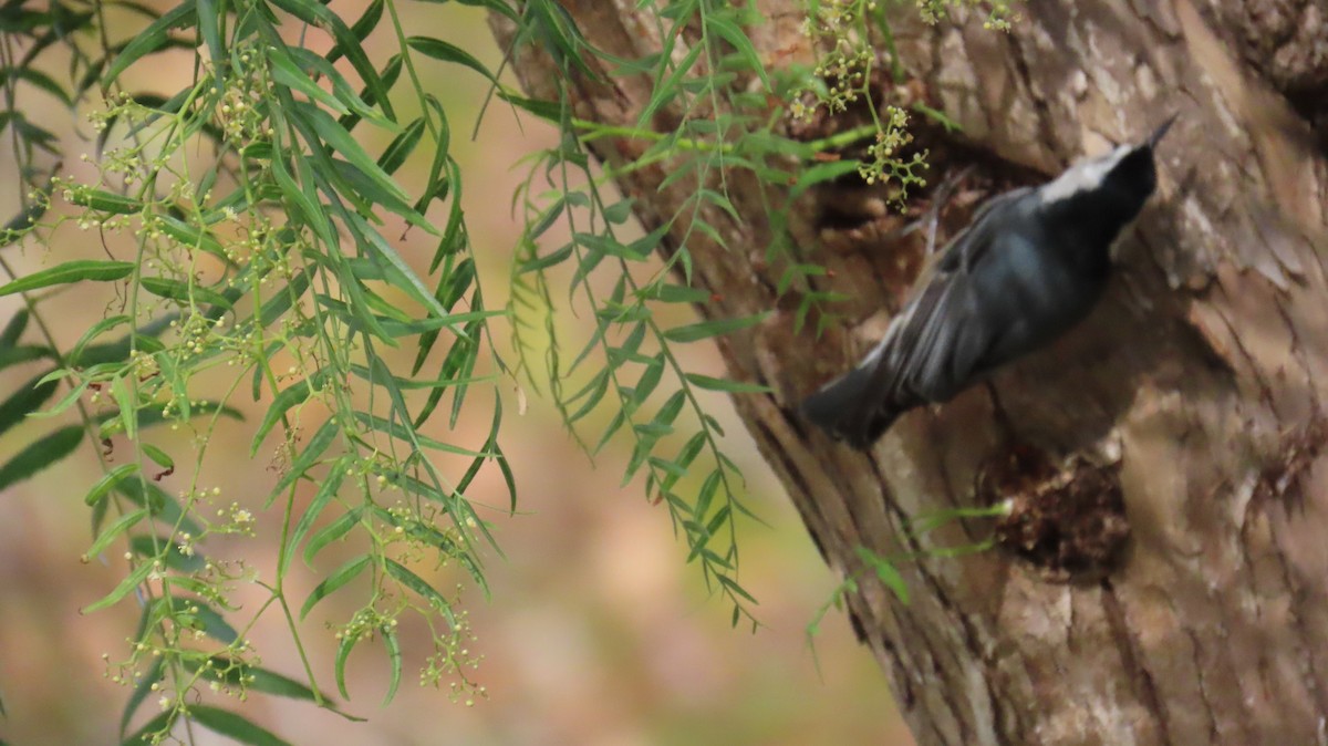 White-breasted Nuthatch - ML647396147
