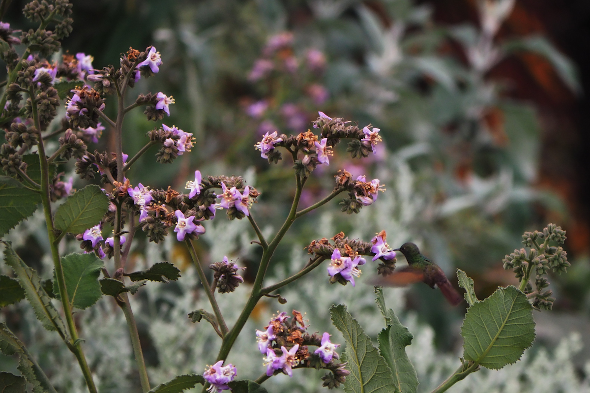 コウゲンエメラルドハチドリ - ML647396168