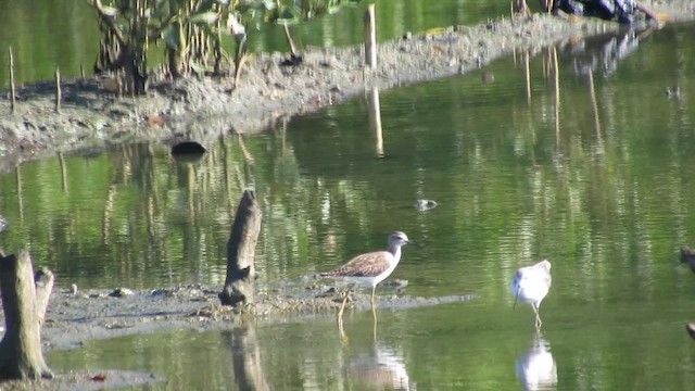 Коловодник ставковий - ML647396176