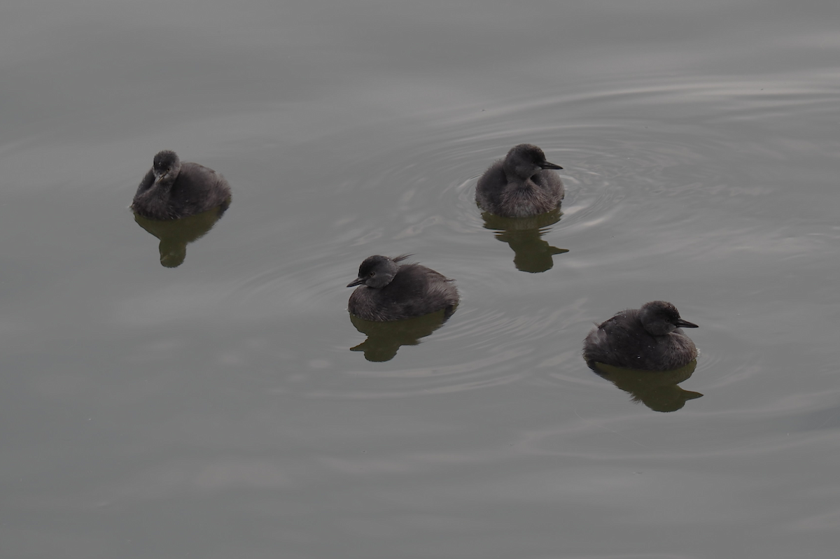 Least Grebe - ML647396192