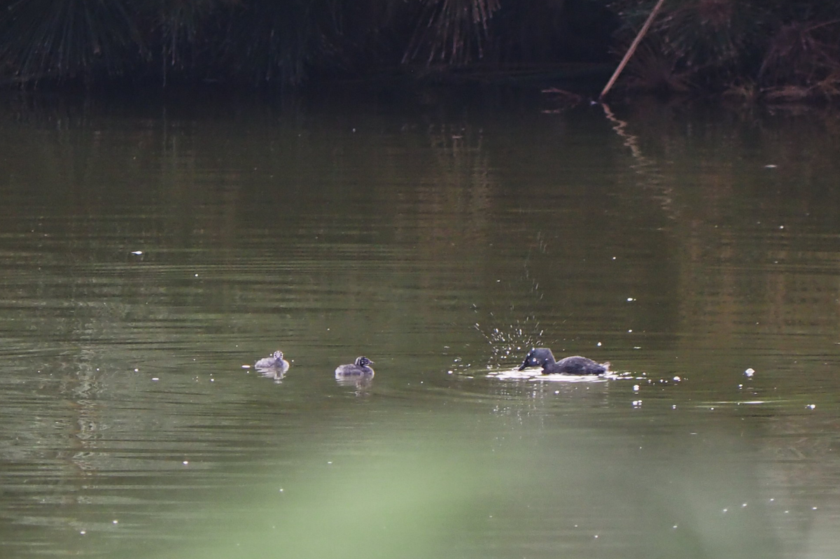 Least Grebe - ML647396194