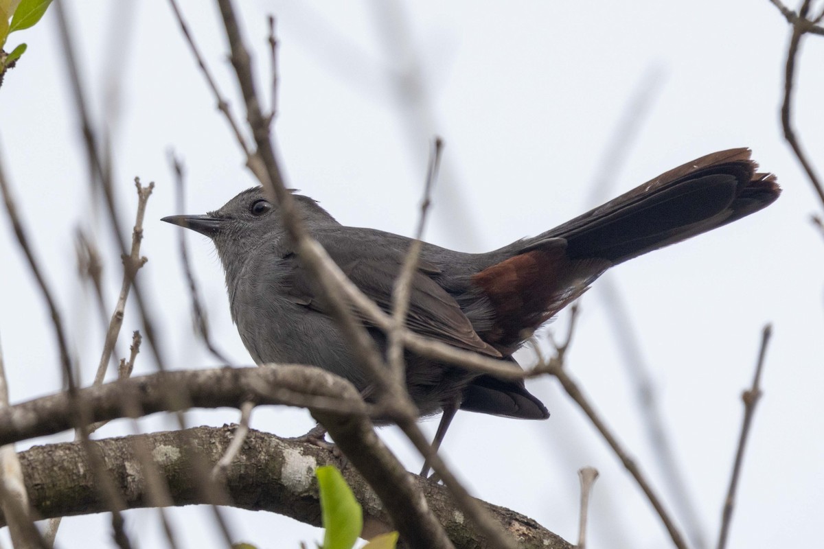 Пересмішник сірий - ML647396197