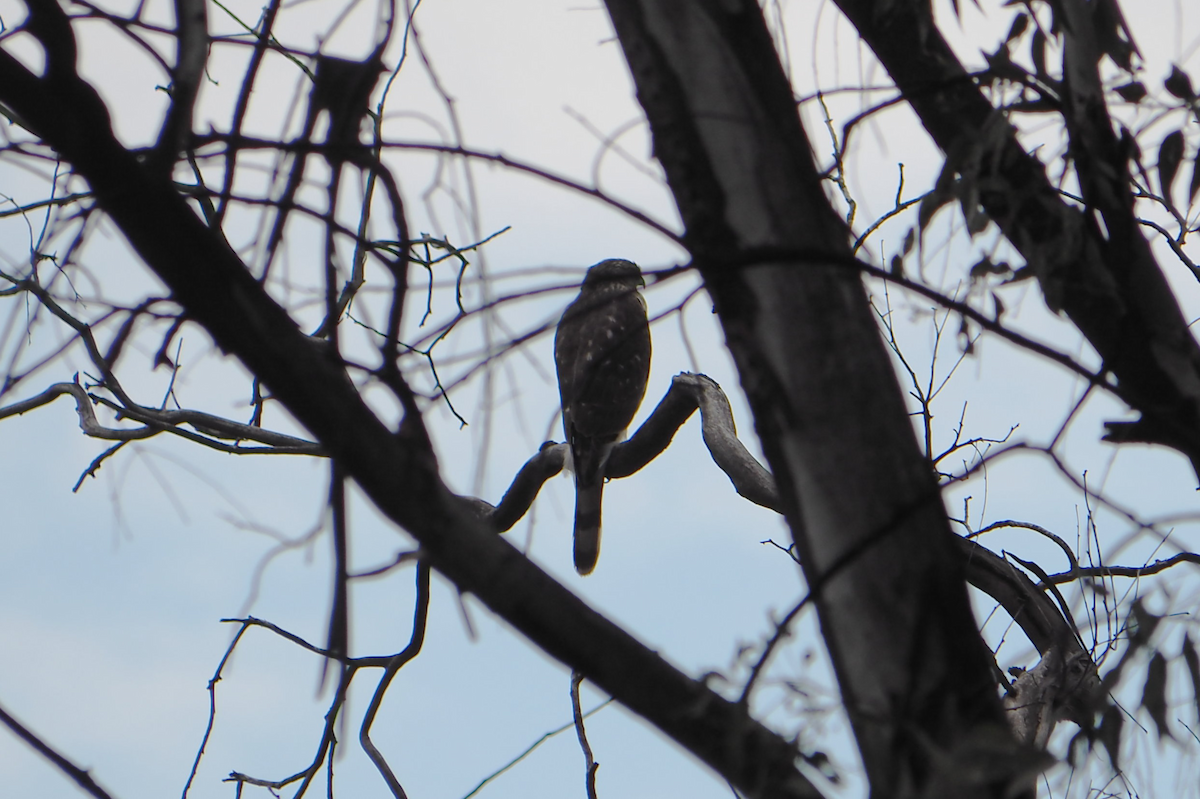 クーパーハイタカ - ML647396198