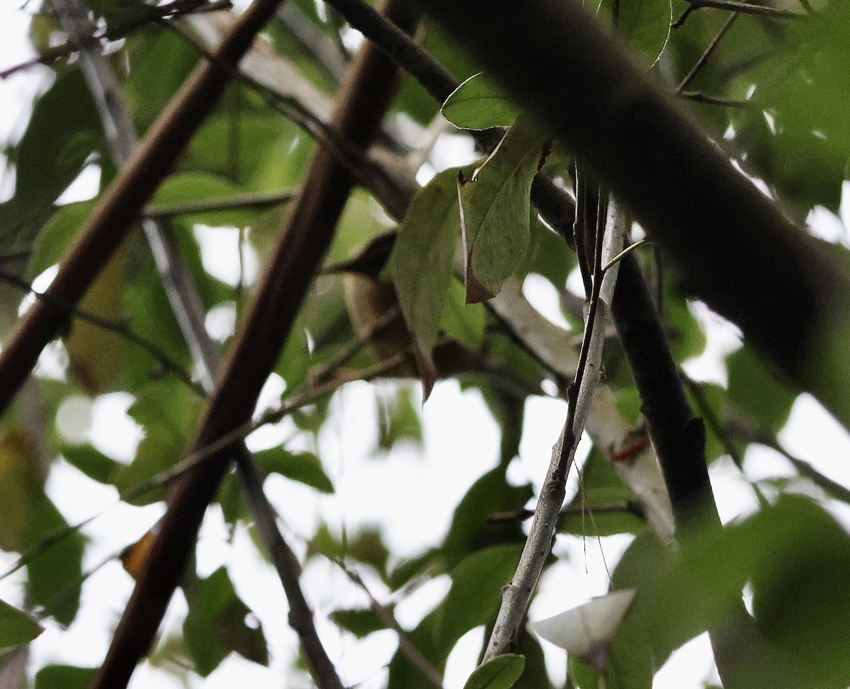 Worm-eating Warbler - ML647396212