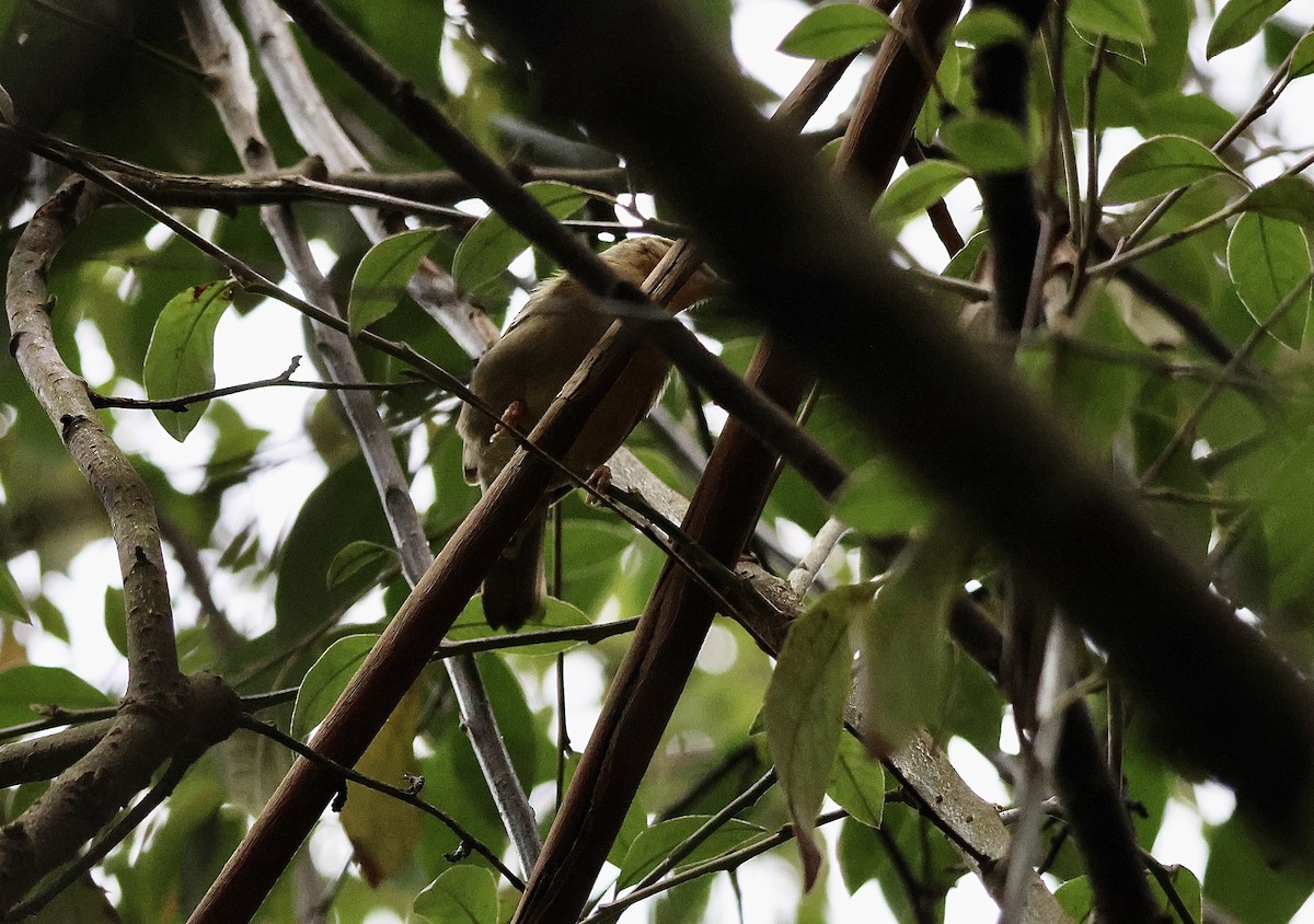 Worm-eating Warbler - ML647396213