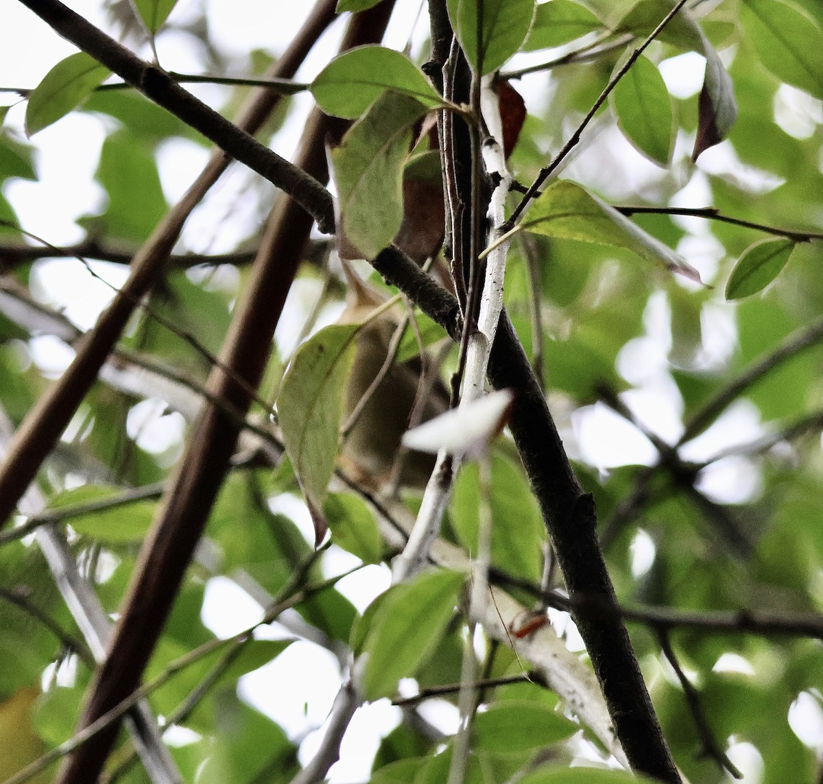 Worm-eating Warbler - ML647396214