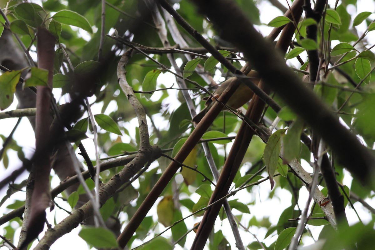 Worm-eating Warbler - ML647396215