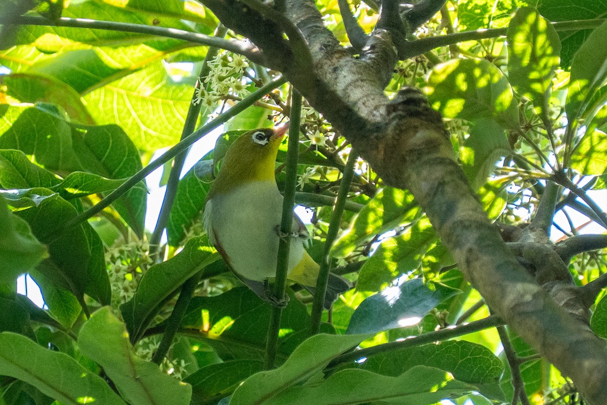 Chestnut-flanked White-eye - ML647396217