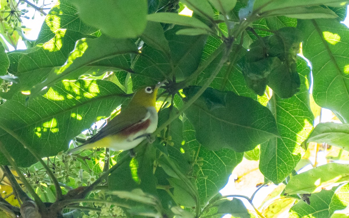 Chestnut-flanked White-eye - ML647396218