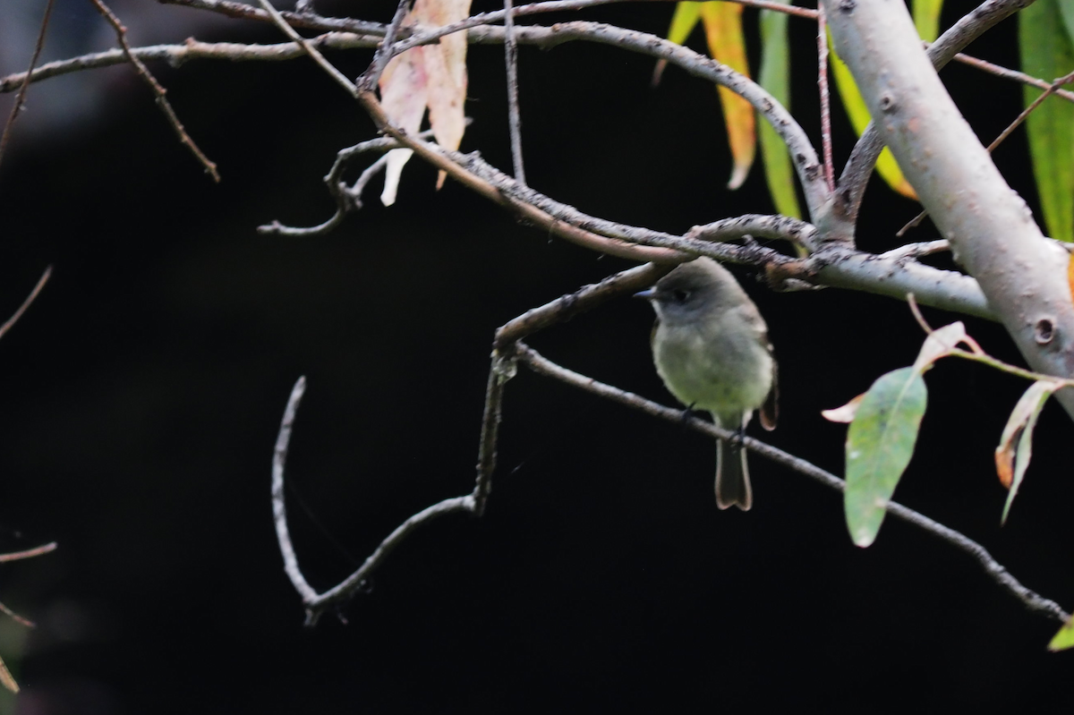 ハモンドメジロハエトリ - ML647396219