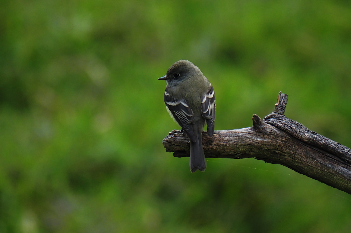 ハモンドメジロハエトリ - ML647396220