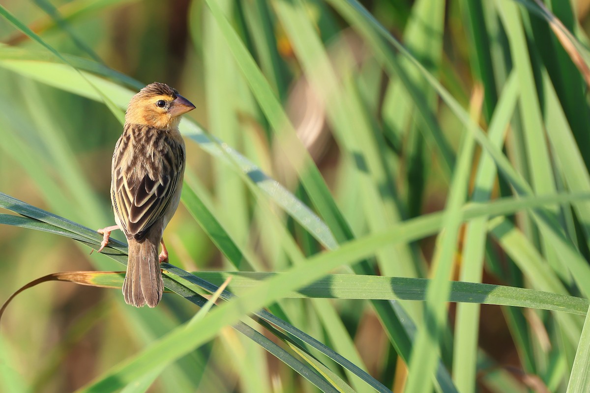 Ткачик золоточеревий - ML647396225