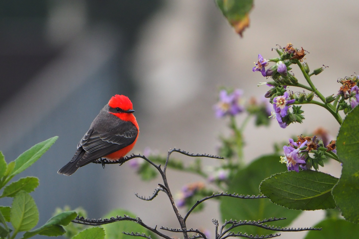 ベニタイランチョウ - ML647396229