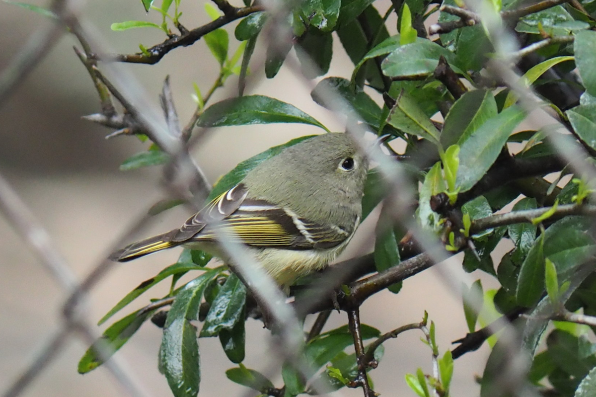 ルビーキクイタダキ - ML647396238