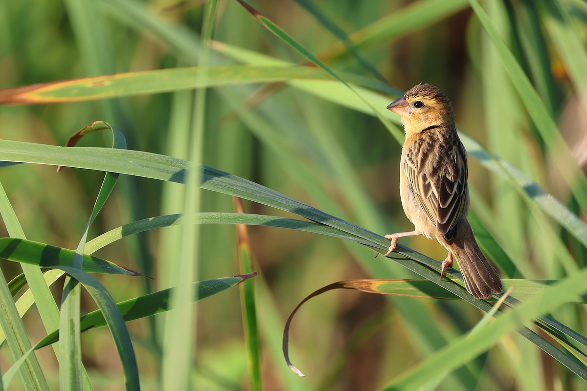 Ткачик золоточеревий - ML647396239